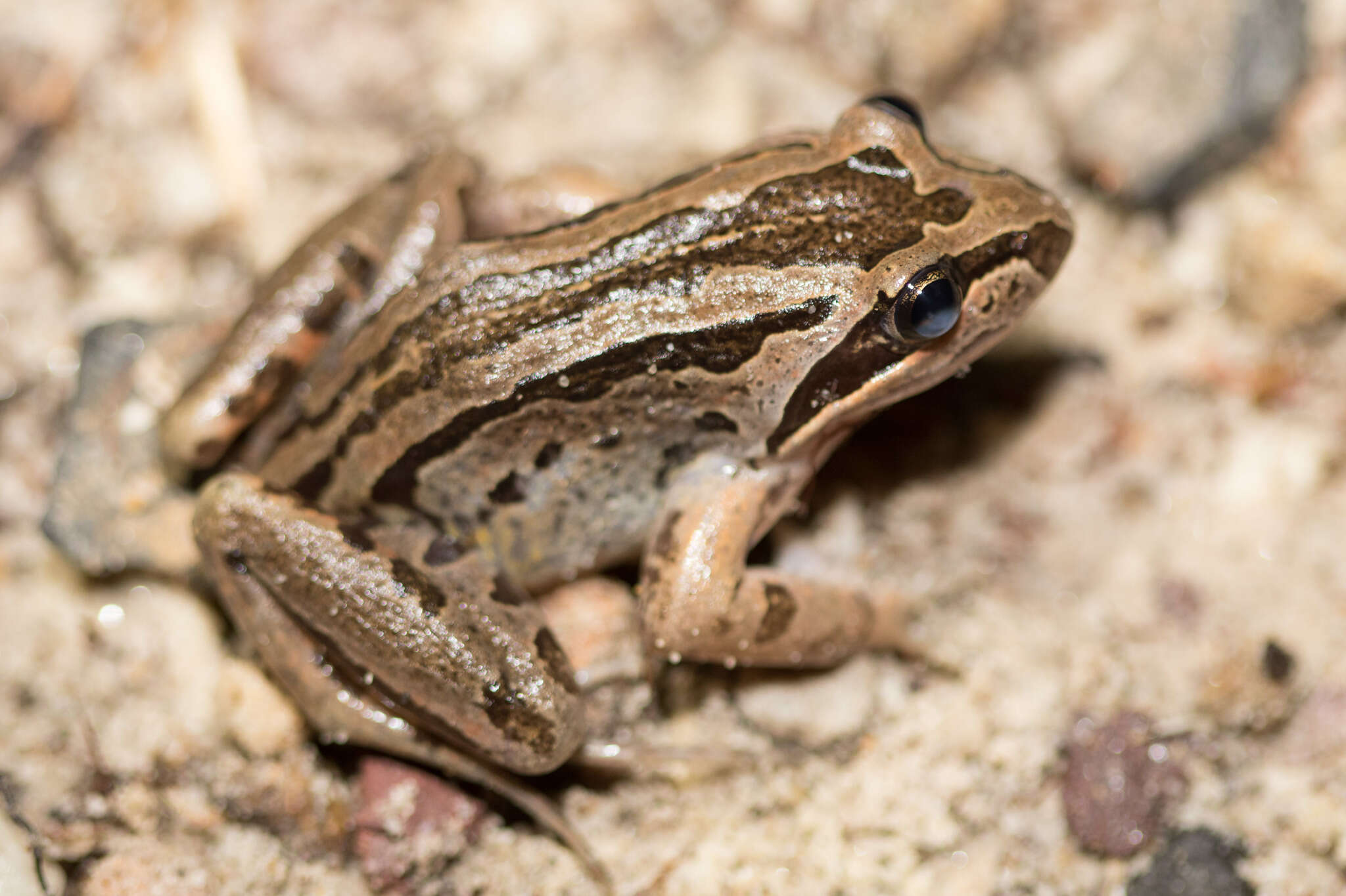 Image of Brown Frog