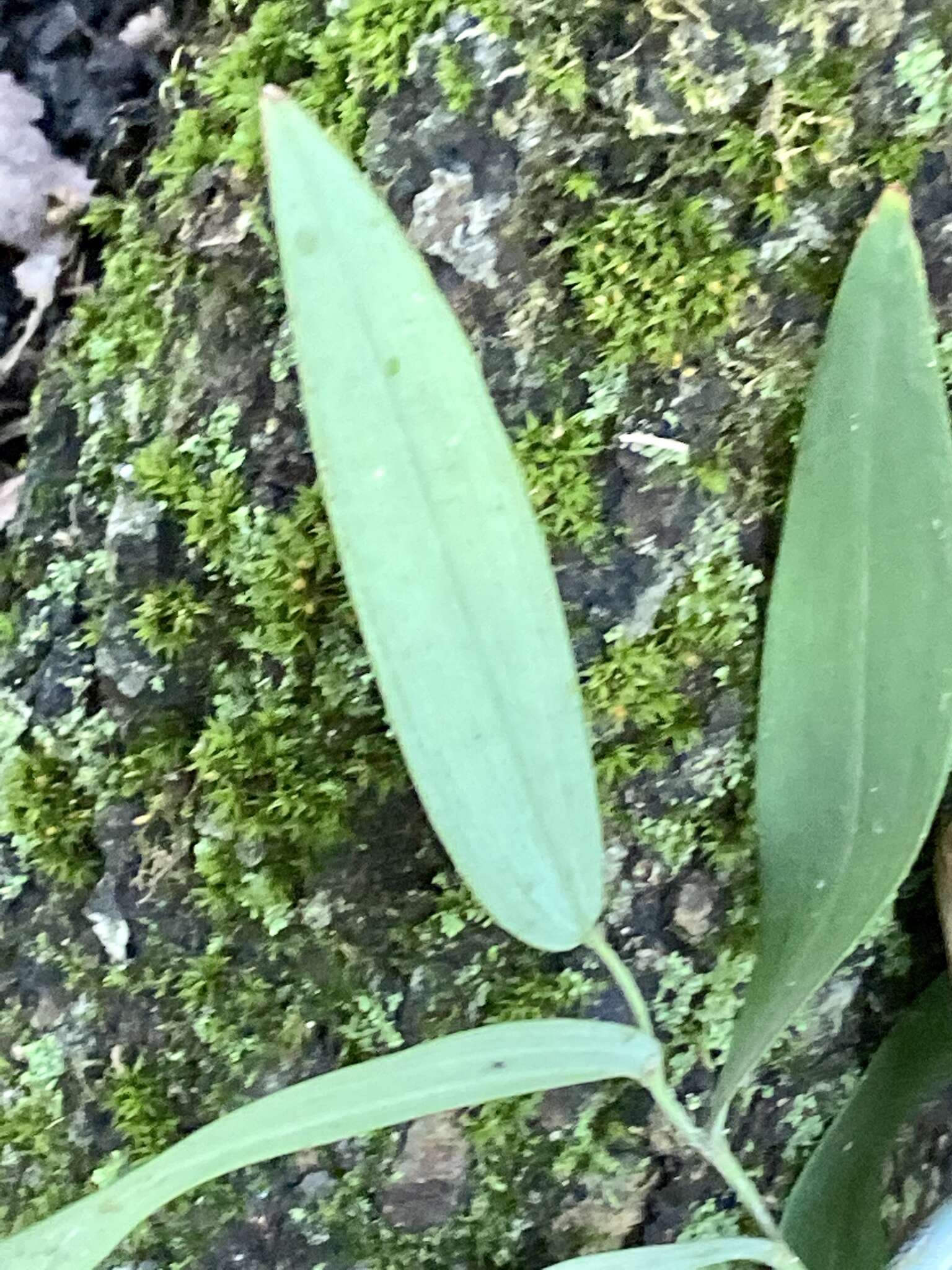 Image of Polygonatum biflorum var. biflorum