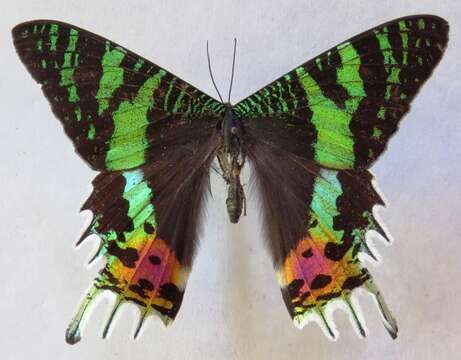 Image of Madagascan Sunset Moth