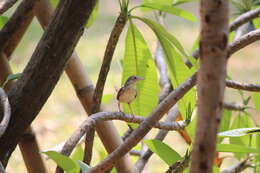 Image of Brown Prinia