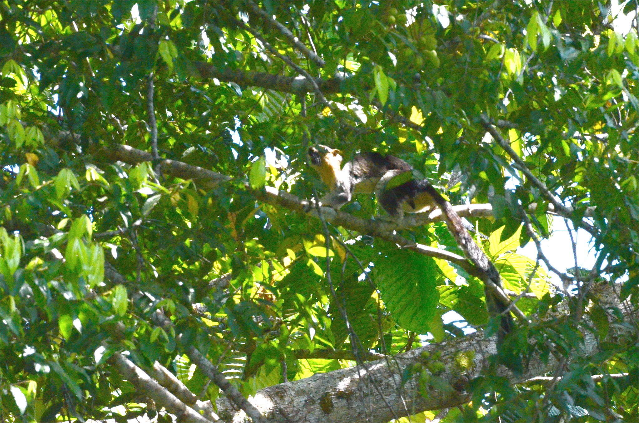 Image of Cream-coloured giant squirrel