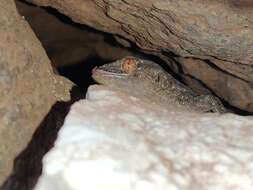 Image of Gomero Wall Gecko