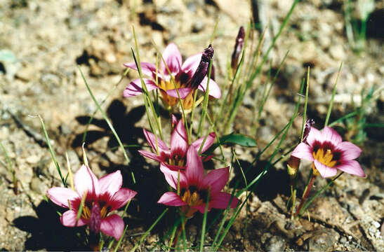 Image of Romulea eximia M. P. de Vos