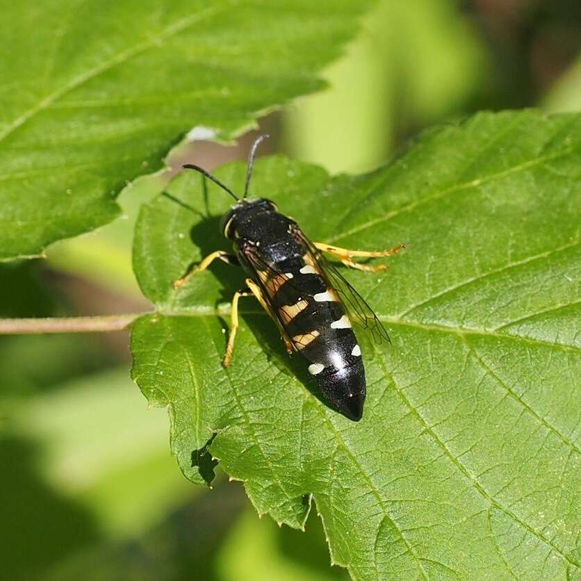 Image of Bicyrtes quadrifasciatus (Say 1824)