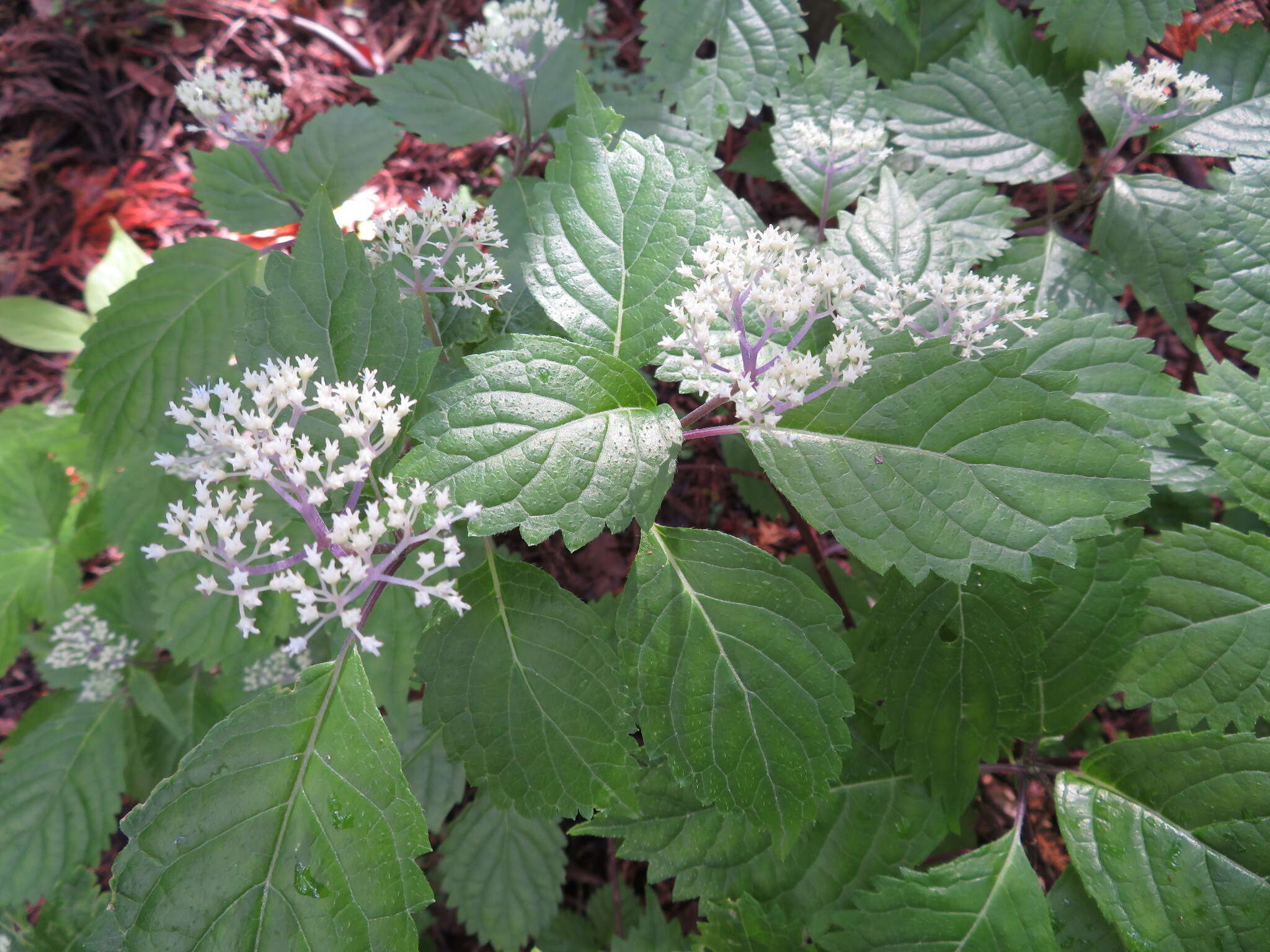 Imagem de Hydrangea hirta (Thunb.) Siebold