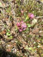 Image of <i>Castilleja <i>densiflora</i></i> subsp. densiflora