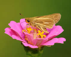 Image of Salt Marsh Skipper