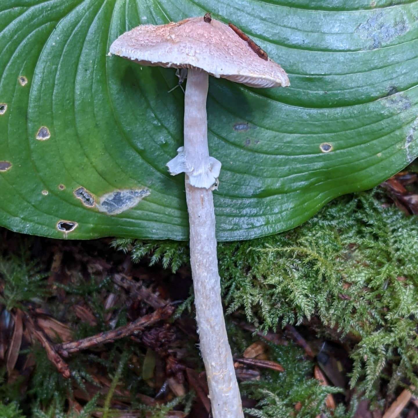 Imagem de Agaricus diminutivus Peck 1902