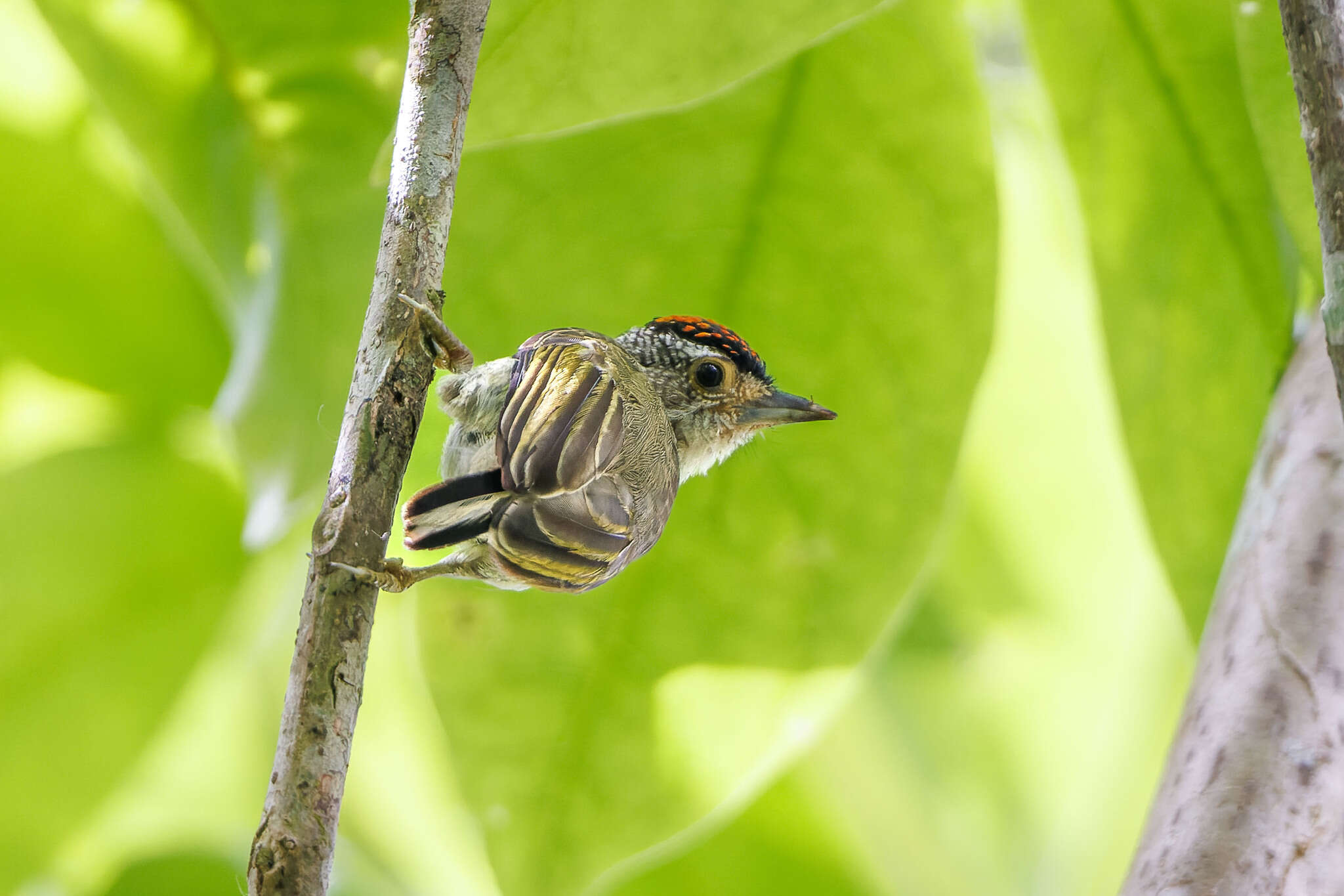 Image of Plain-breasted Piculet