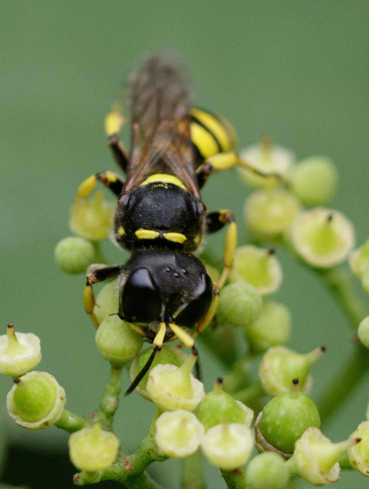 Ectemnius cephalotes (Olivier 1792)的圖片