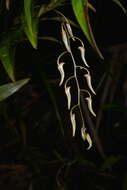 Dendrobium fractiflexum Finet的圖片