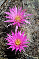 Echinocereus adustus subsp. schwarzii (A. B. Lau) N. P. Taylor的圖片