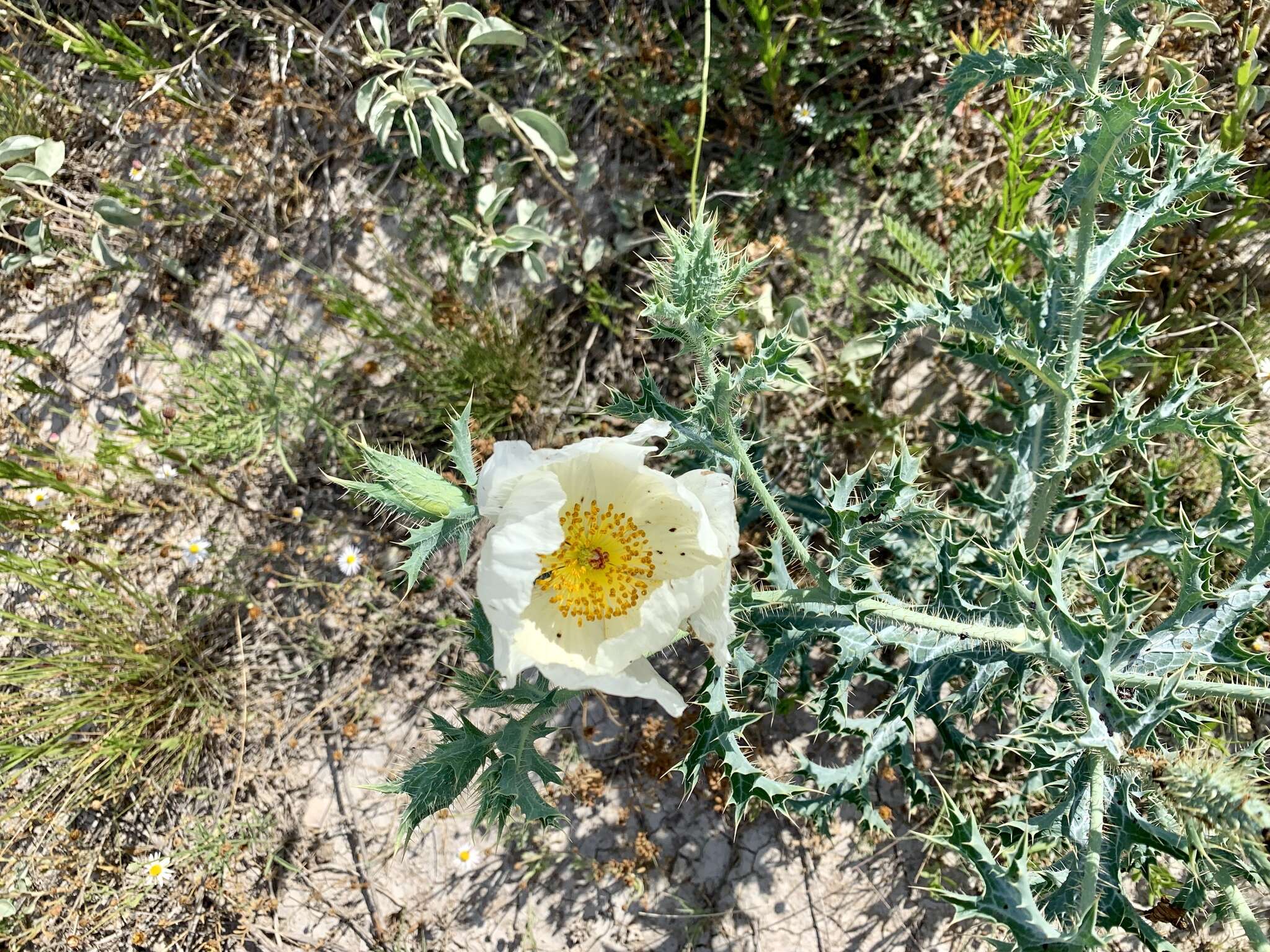 Image of hedgehog pricklypoppy