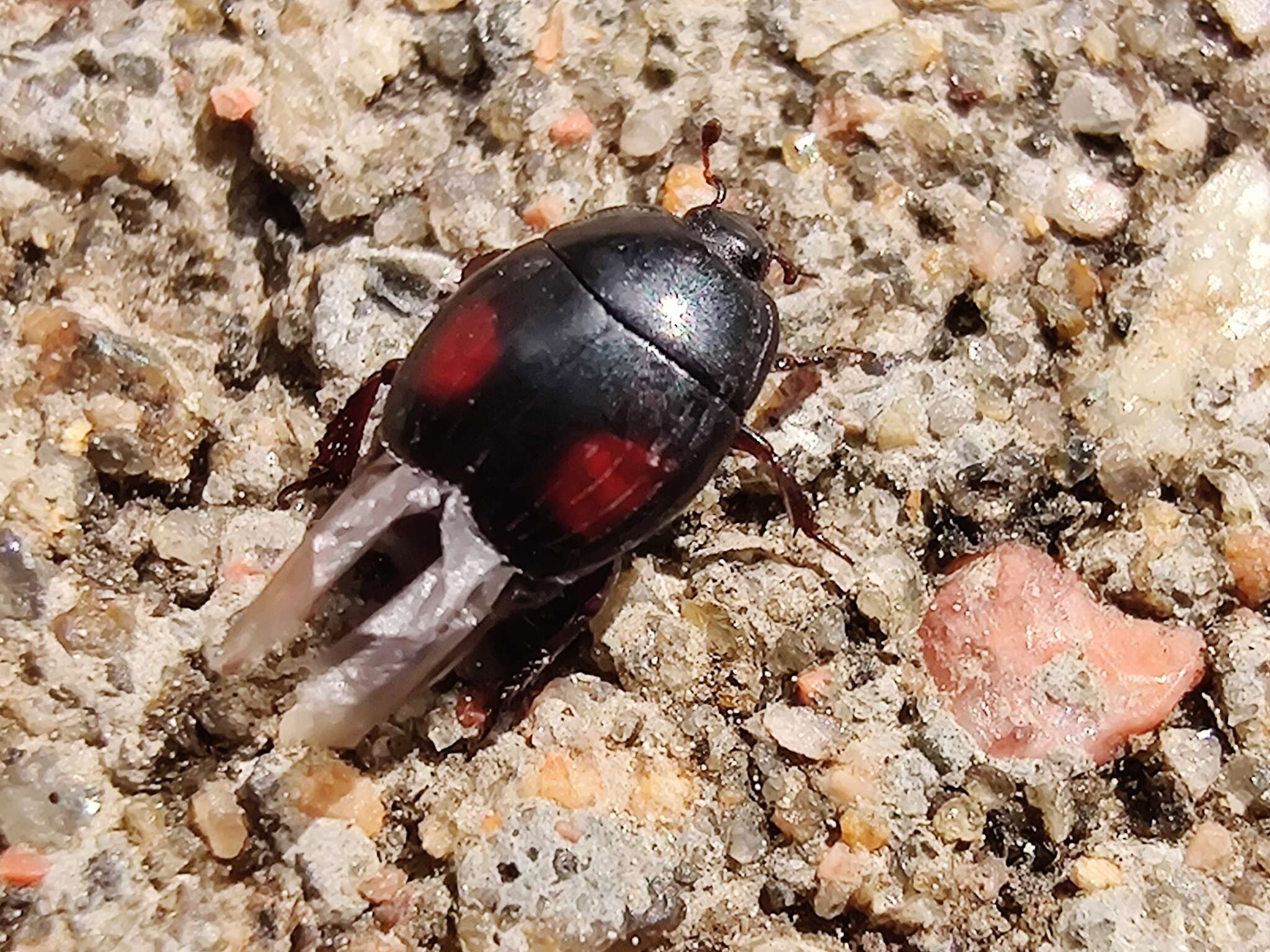 Imagem de Margarinotus (Paralister) purpurascens (Herbst 1791)