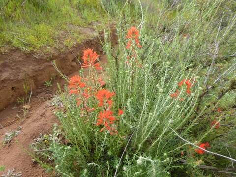 Image of coast Indian paintbrush