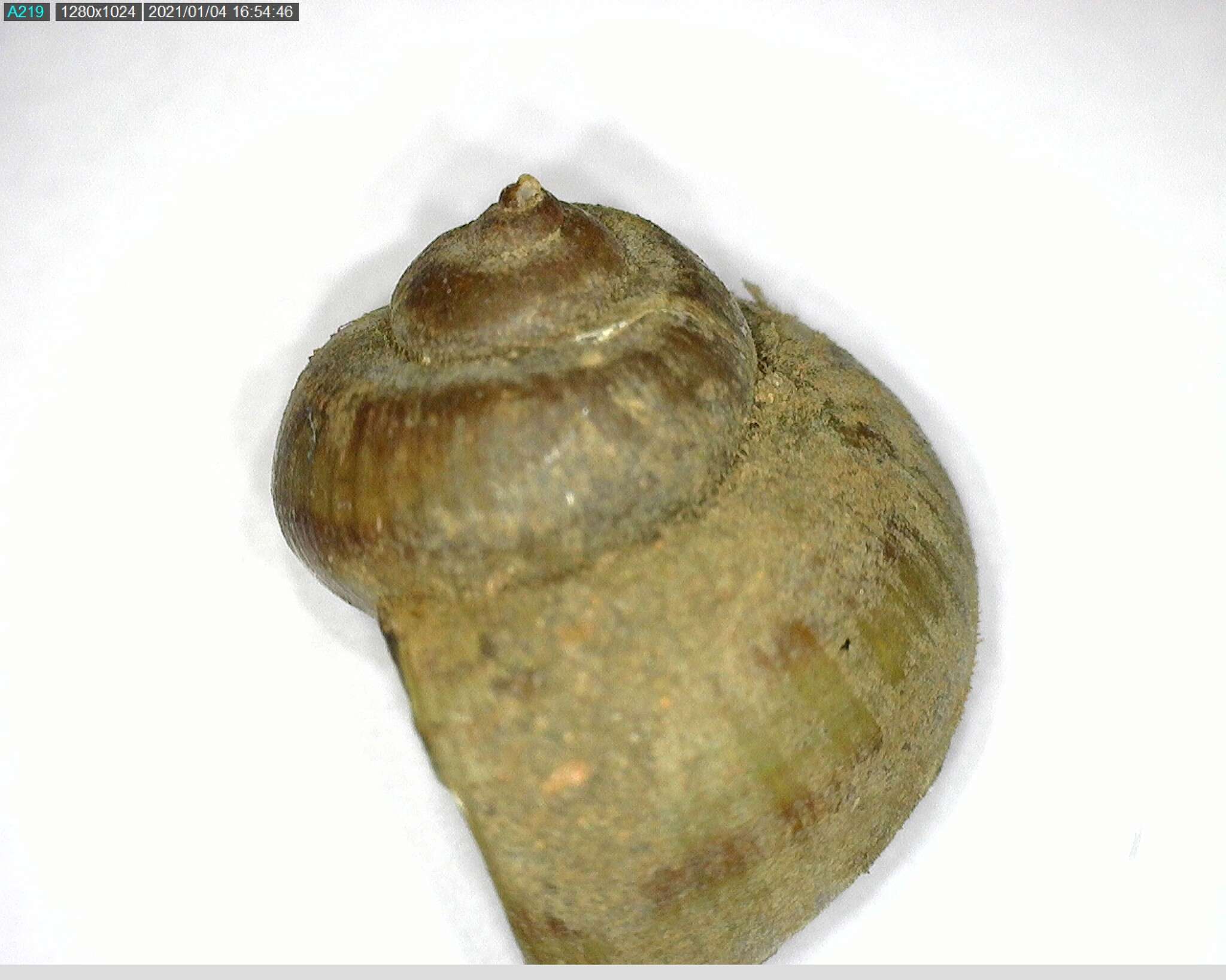 Image of Lister's River Snail