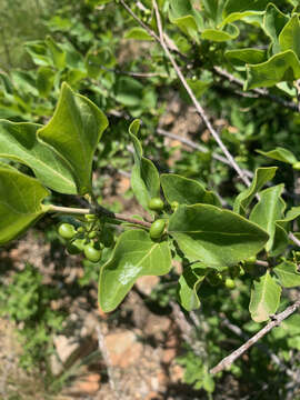 Image of Afrocanthium gilfillanii (N. E. Br.) Lantz