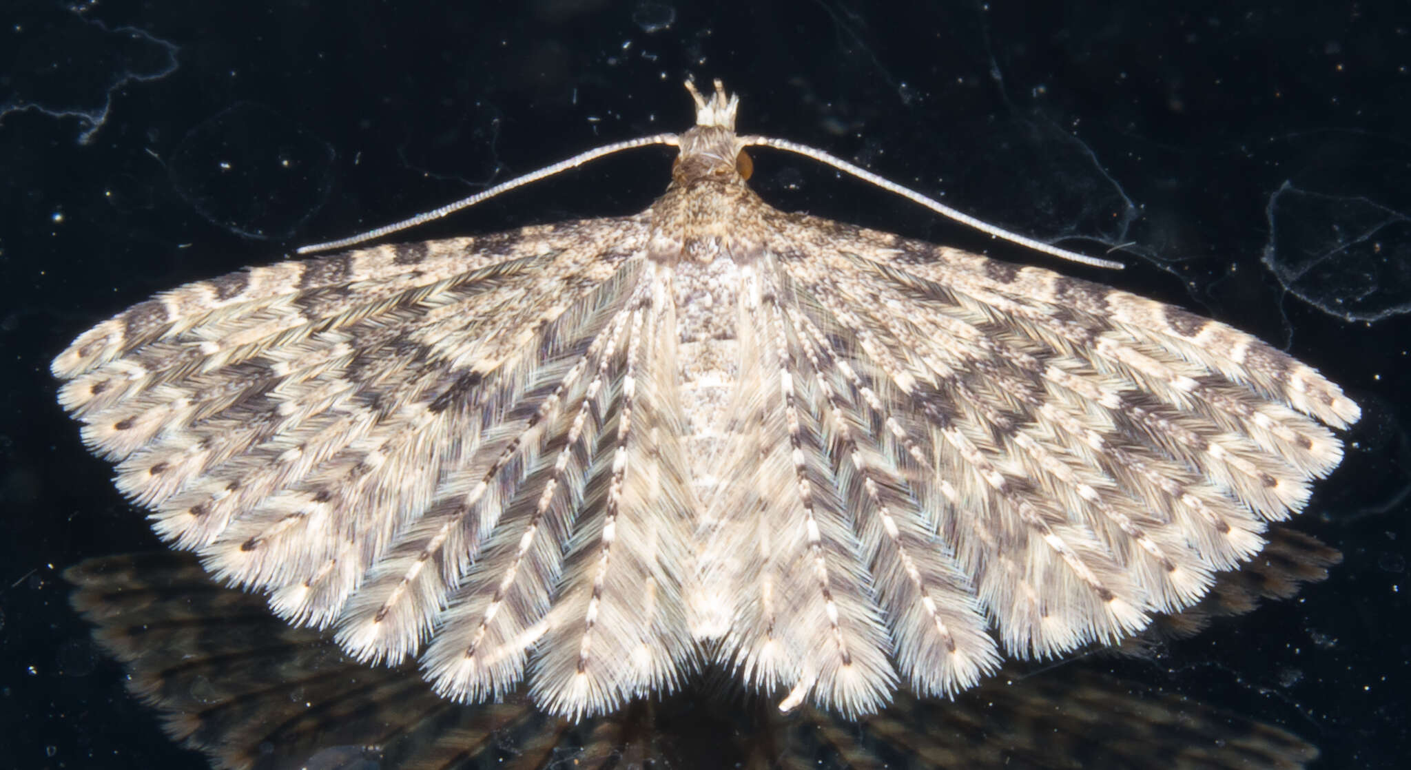 Image of twenty-plume moth