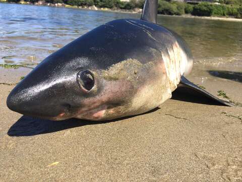 Image of Salmon Shark