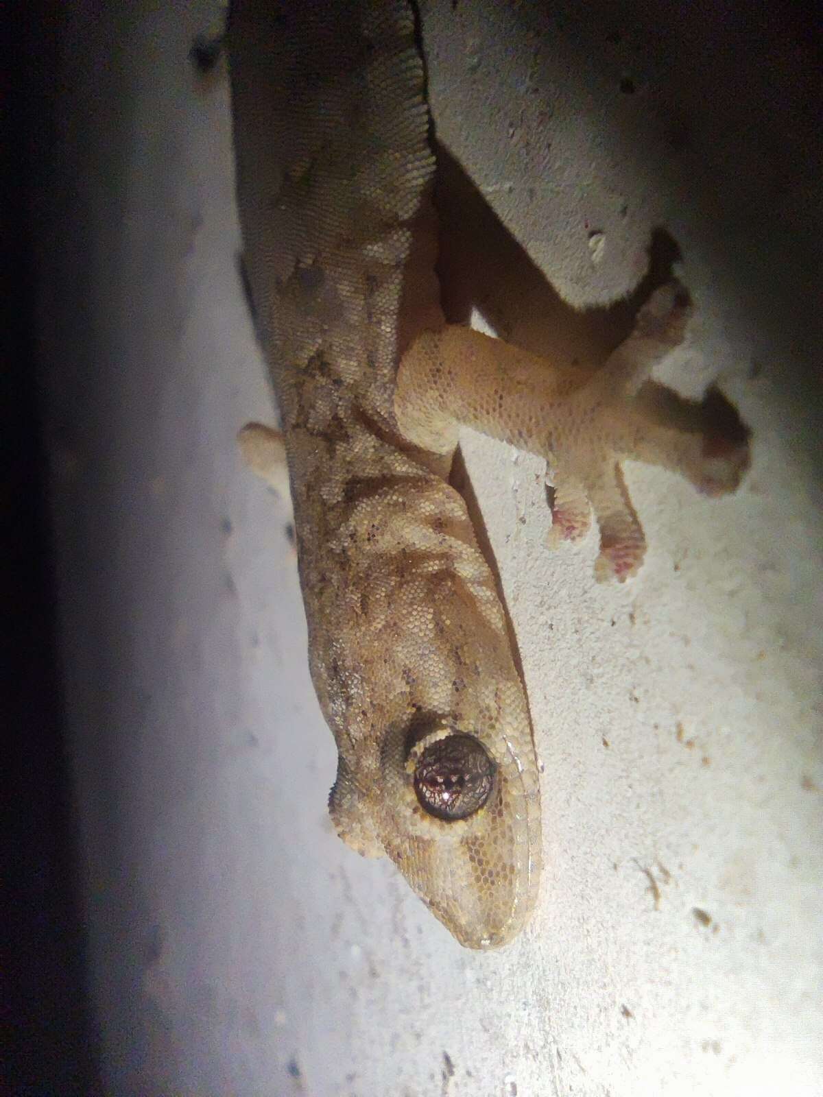 Слика од Hemiphyllodactylus yunnanensis (Boulenger 1903)