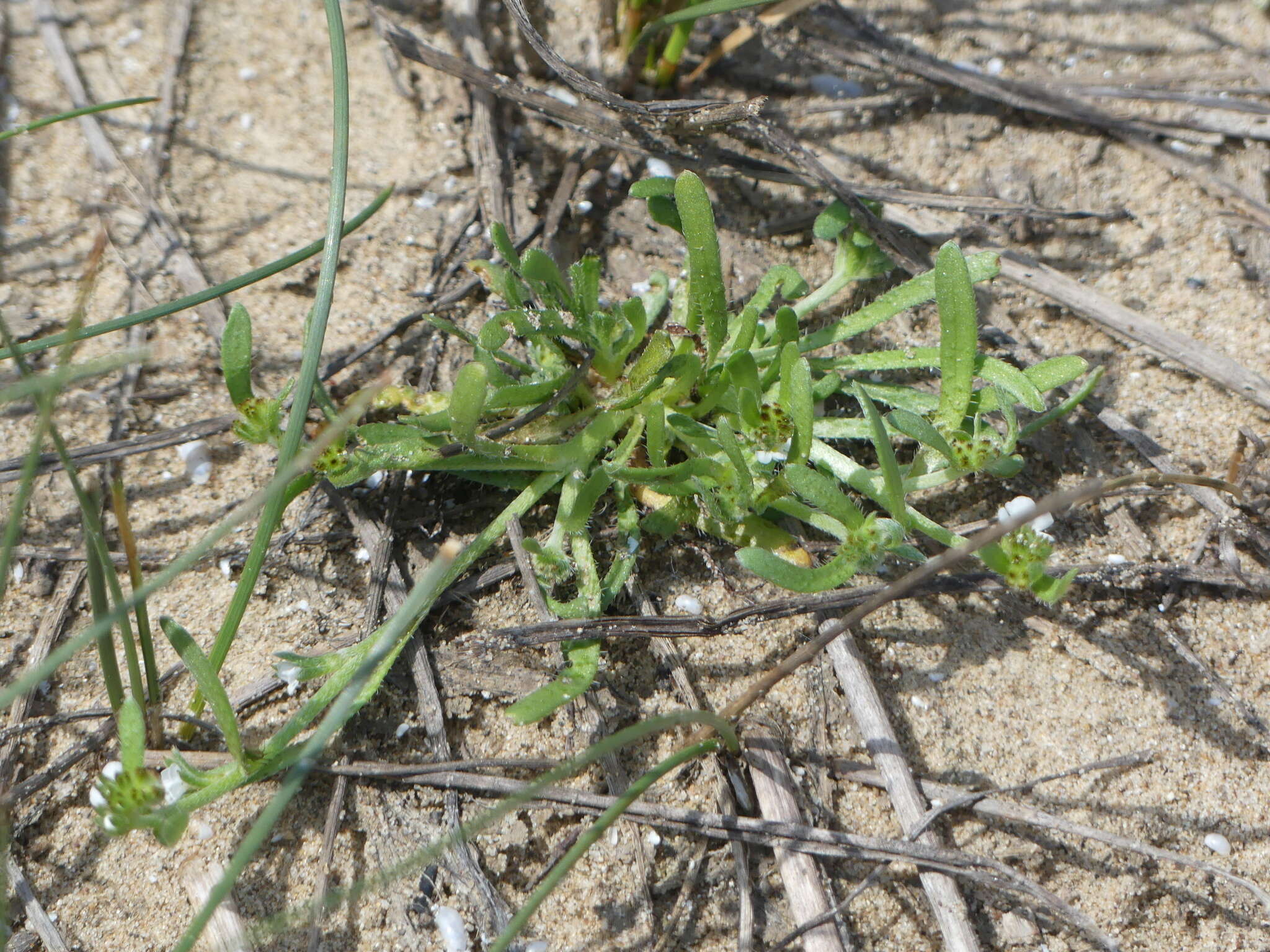 Image of Dwarf Popcorn-Flower