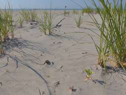 Image of seaside amaranth