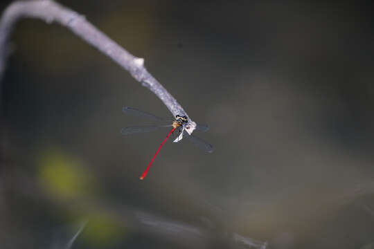 Image of Heteragrion erythrogastrum Selys 1886