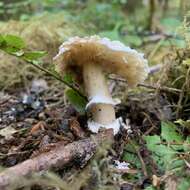 Image of Amanita pantherinoides Murrill 1912