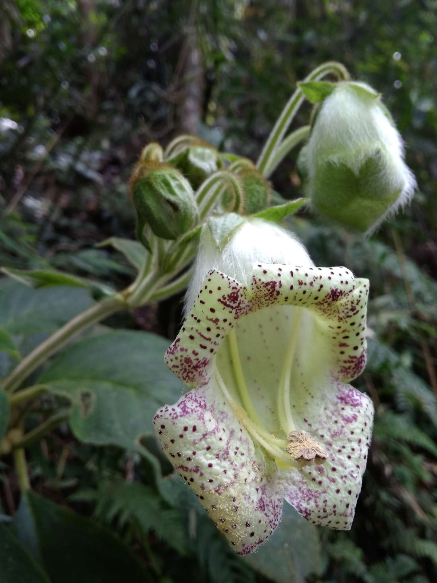 Sivun Kohleria tigridia (Ohlend.) Roalson & Boggan kuva