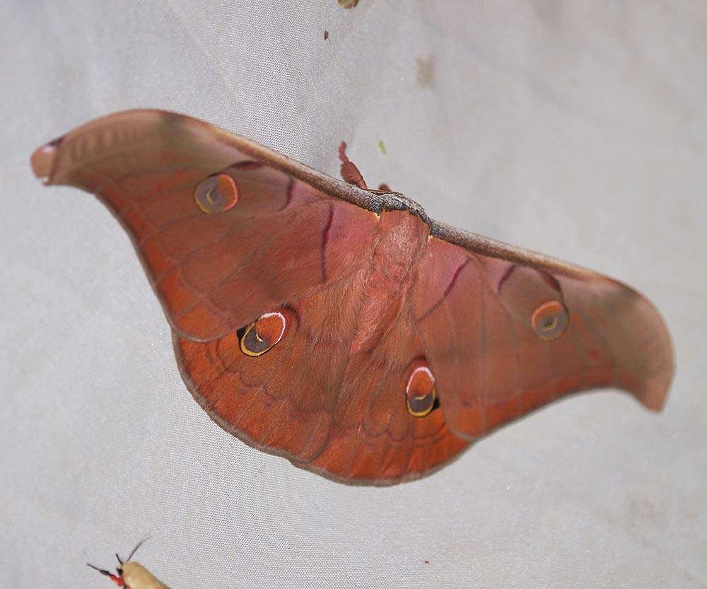 Antheraea helferi Moore 1858 resmi