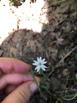 Image of tuber starwort