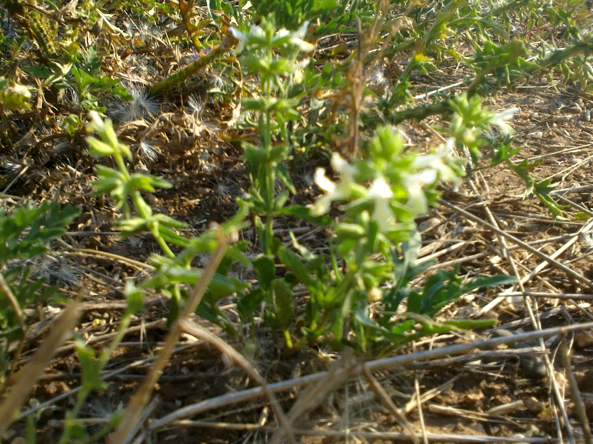 Stachys annua (L.) L.的圖片