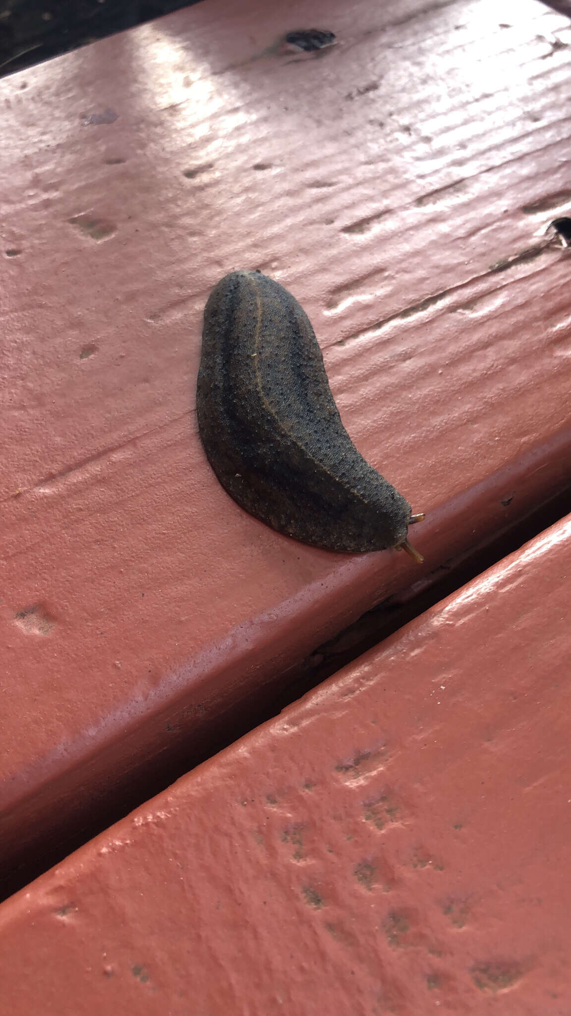 Image of Cuban slug