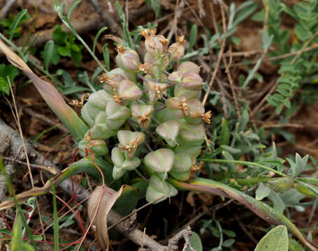 Image de Bellevalia hermonis Mouterde