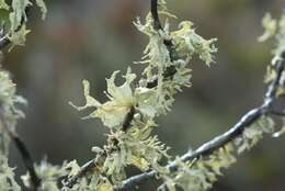 Image of Ramalina canariensis J. Steiner