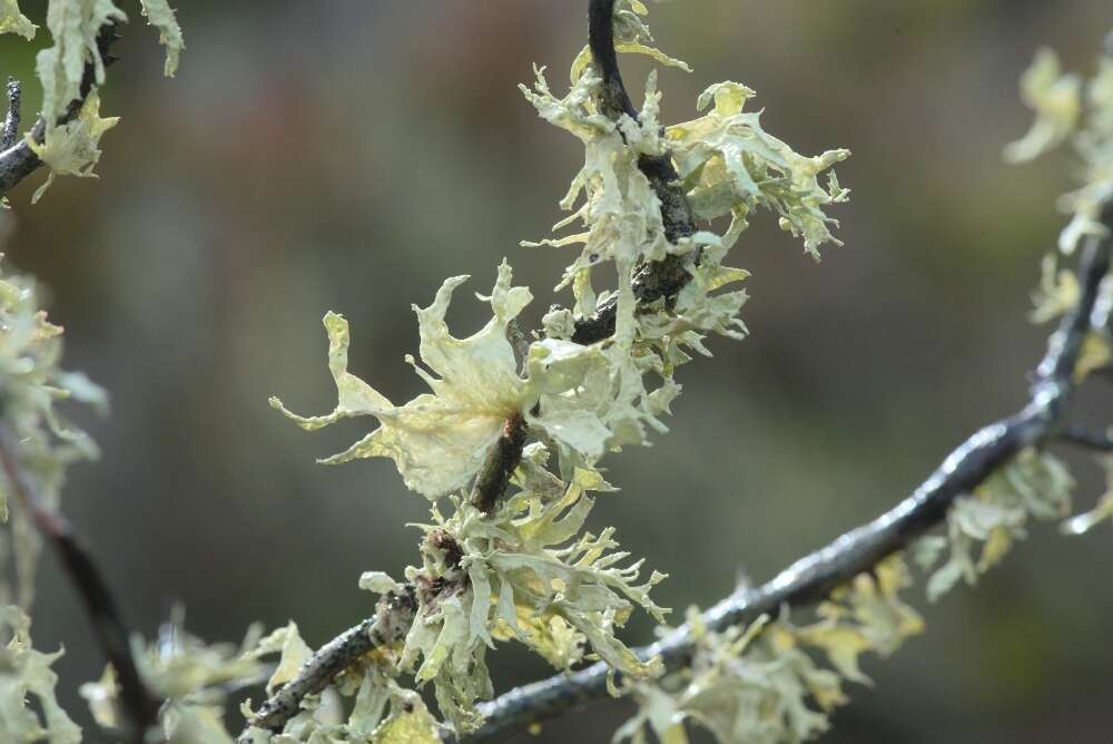 Imagem de Ramalina canariensis J. Steiner