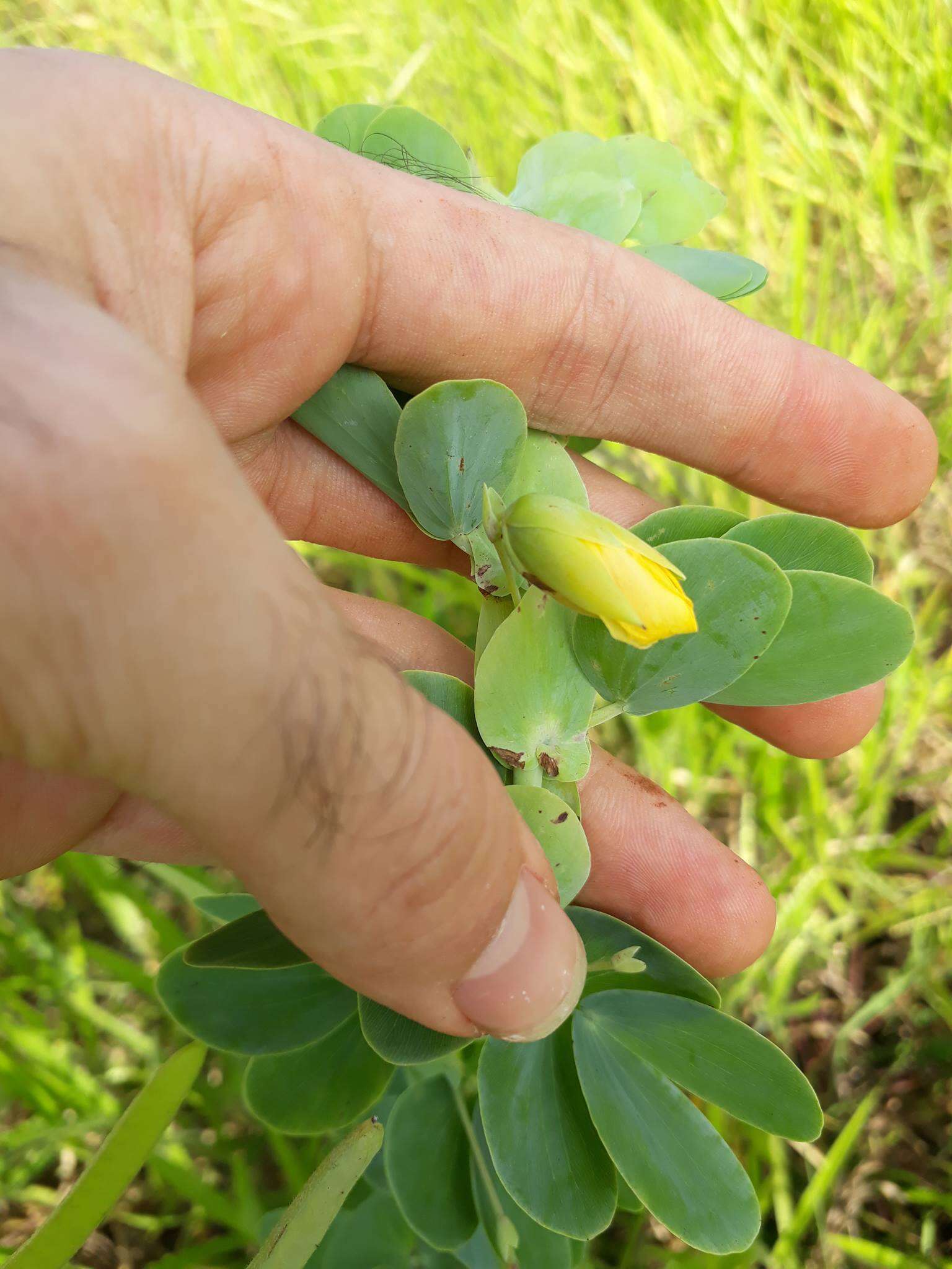 Image of Chamaecrista desvauxii var. latistipula (Benth.) G. P. Lewis