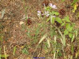 Image of Malva tournefortiana L.