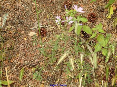 Image of Malva tournefortiana L.