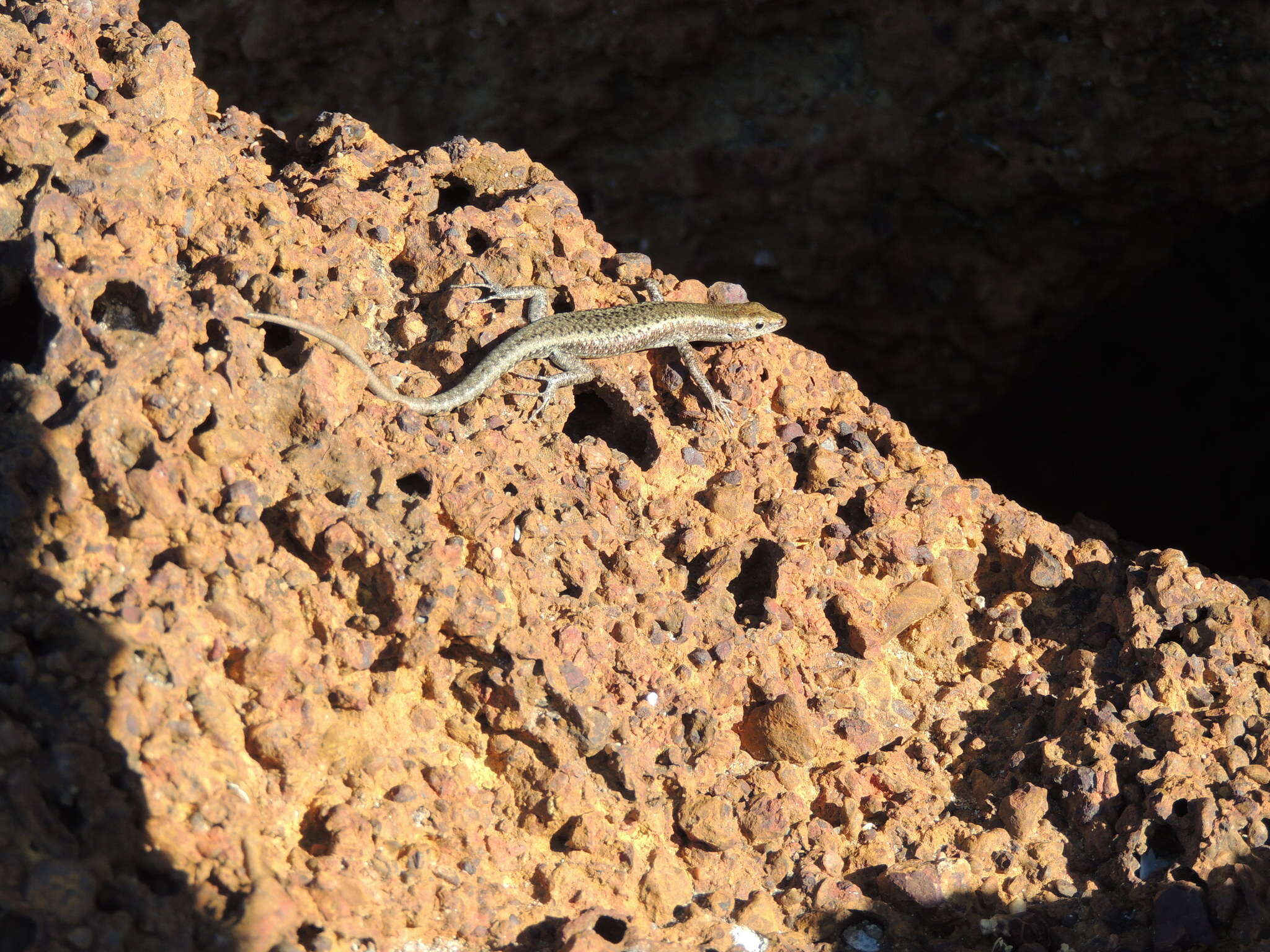 Image of Coastal snake-eyed skink