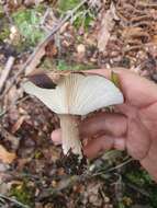 صورة Russula griseobrunnea McNabb 1973