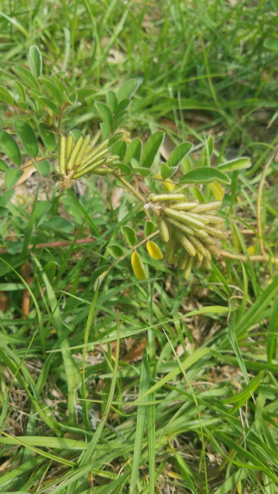 Sivun Indigofera hirsuta L. kuva