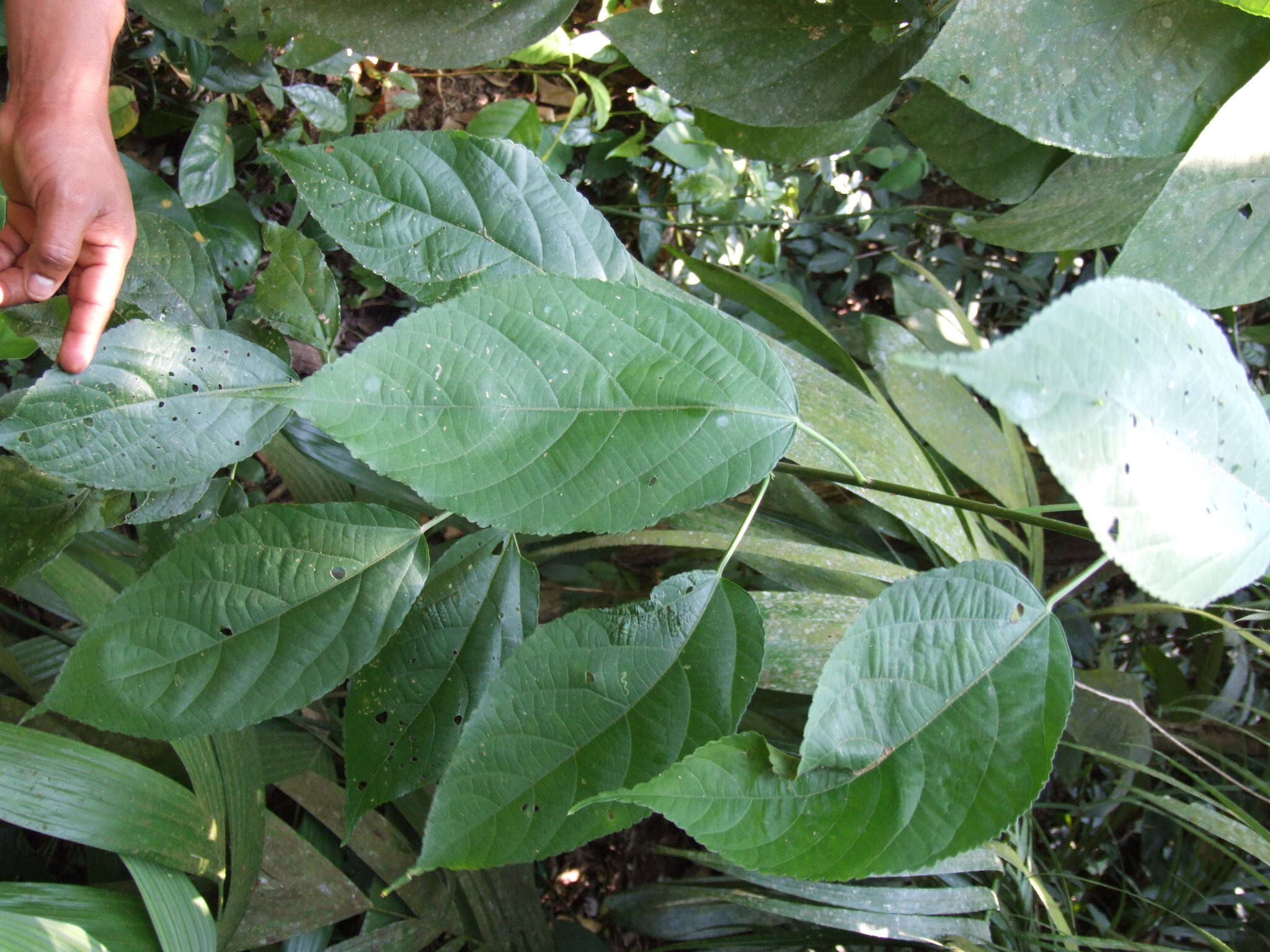 Слика од Acalypha diversifolia Jacq.