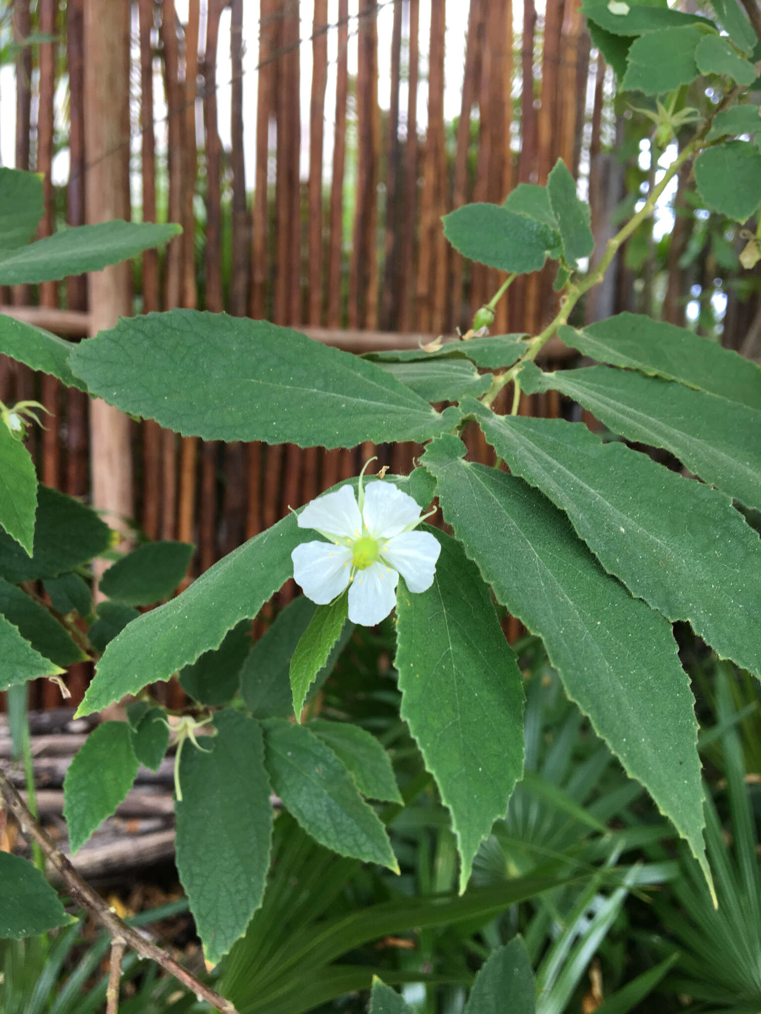 Image of muntingia