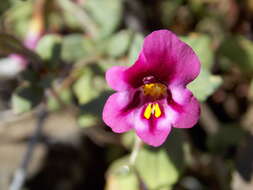 Image of Kellogg's monkeyflower