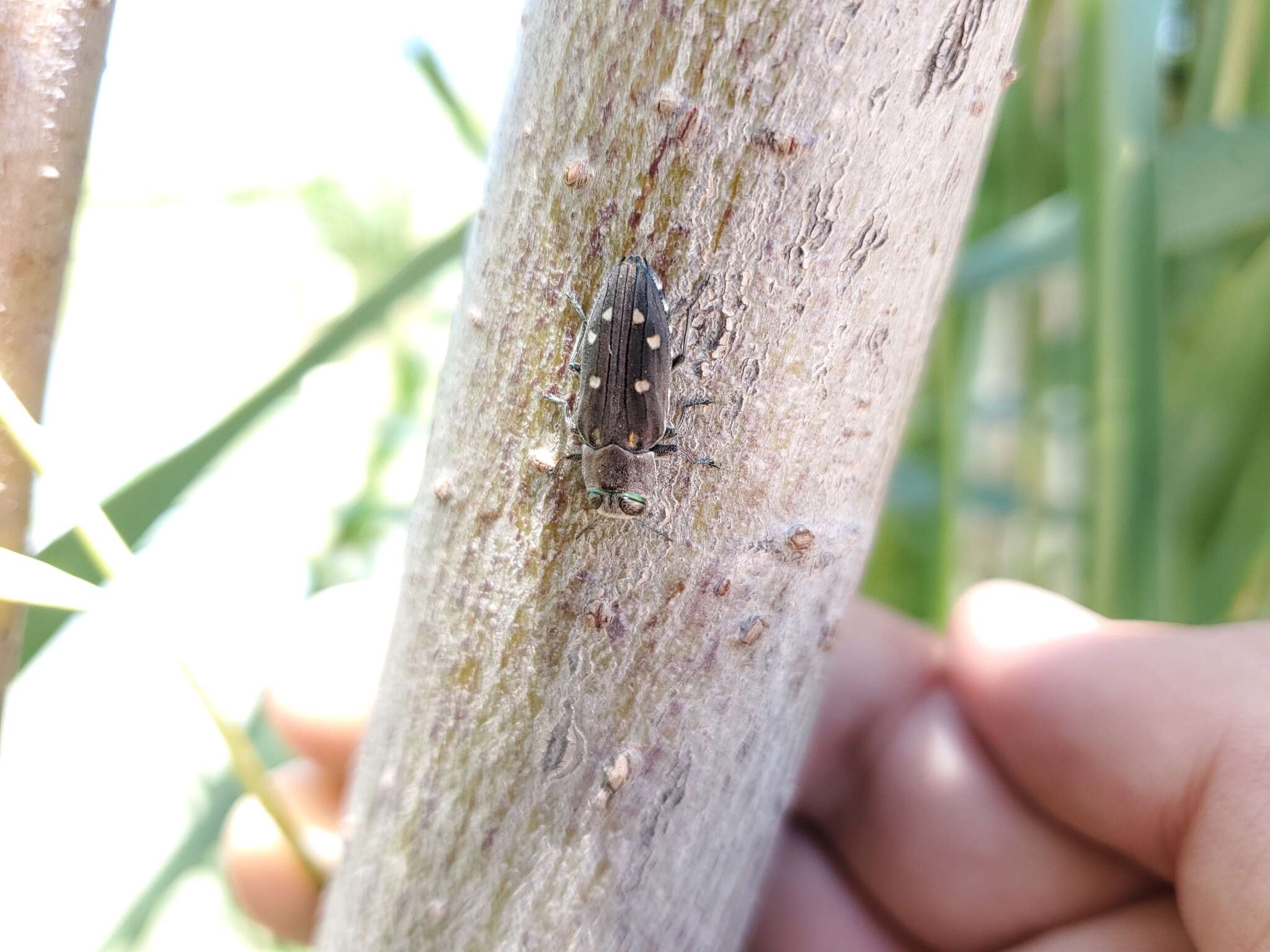 Image of Jewel beetle