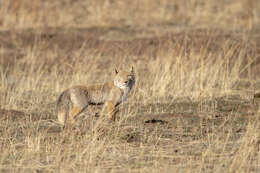 Image of Tibetan Fox