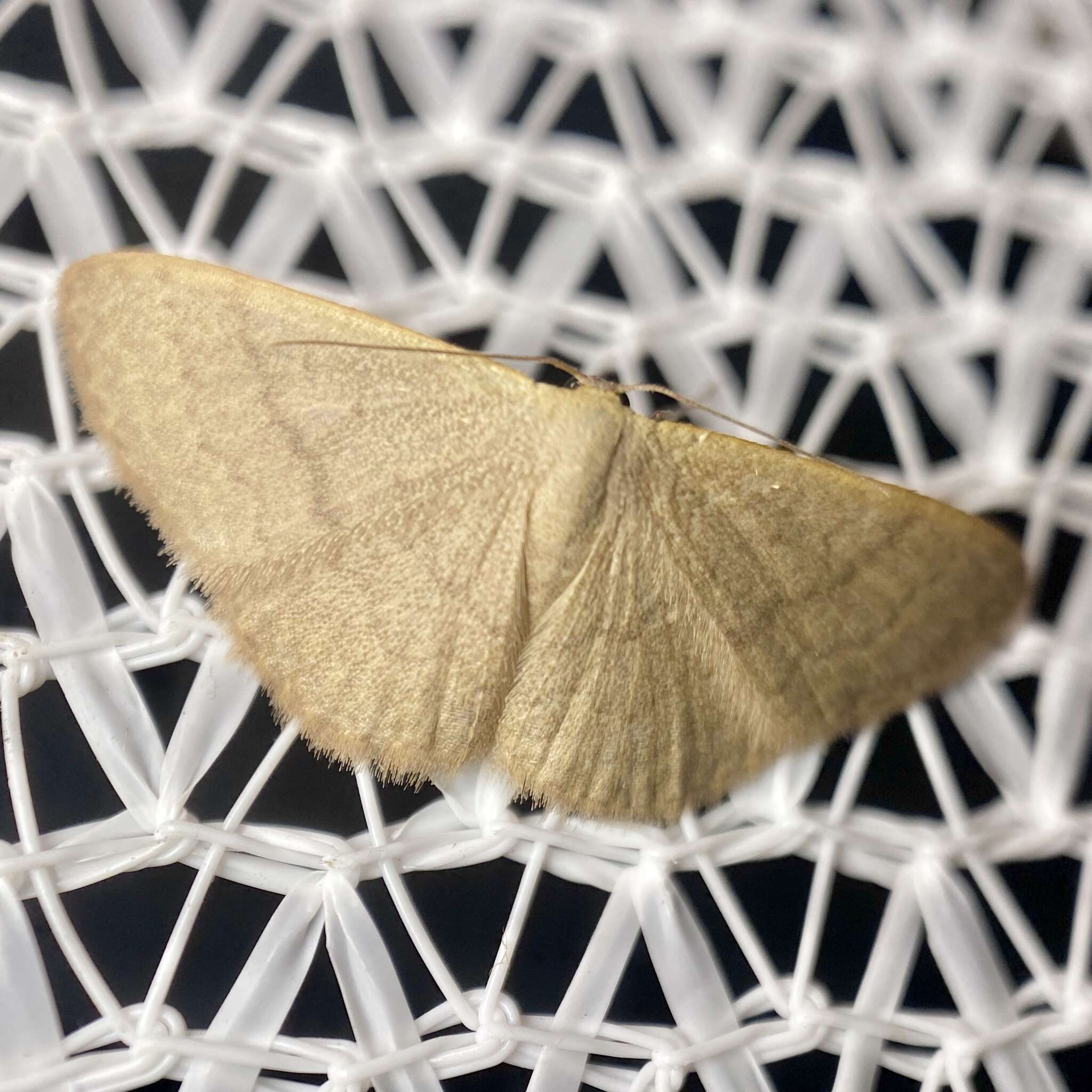 Image de Idaea uniformis Warren 1896