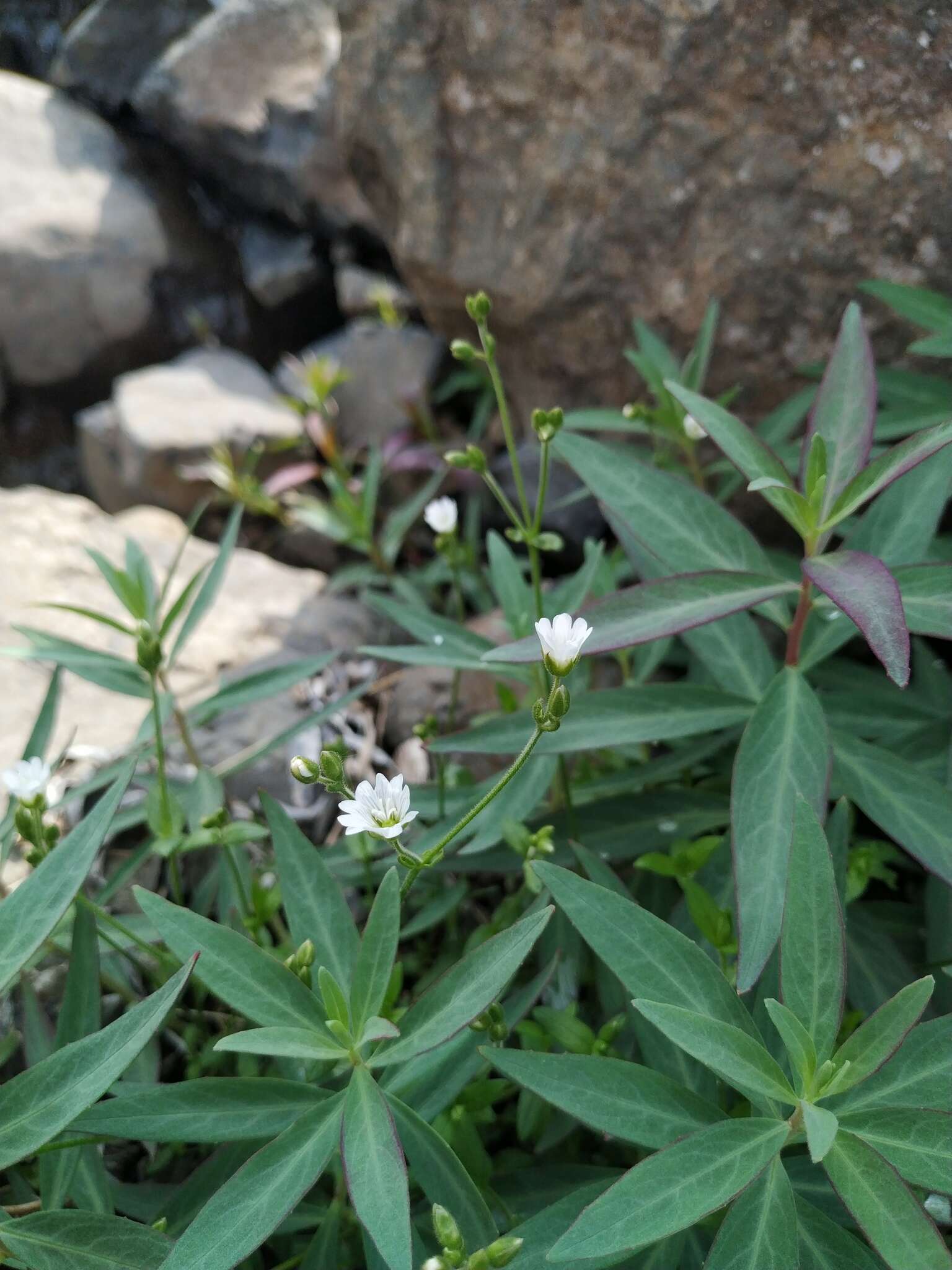 Image of Regel's chickweed