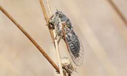 Image of Campbell’s cicada